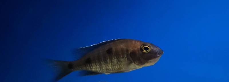 Copadichromis melas 'Mala Point'